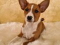 basenji-musko-stene-small-2