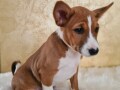 basenji-musko-stene-small-3