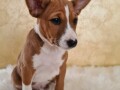 basenji-musko-stene-small-1