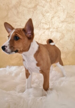 basenji-musko-stene-big-4