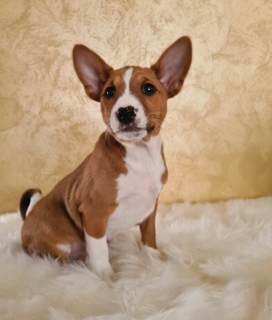 basenji-musko-stene-big-0