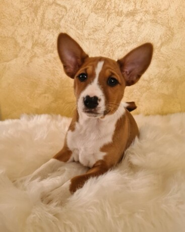 basenji-musko-stene-big-2