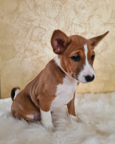 basenji-musko-stene-big-3