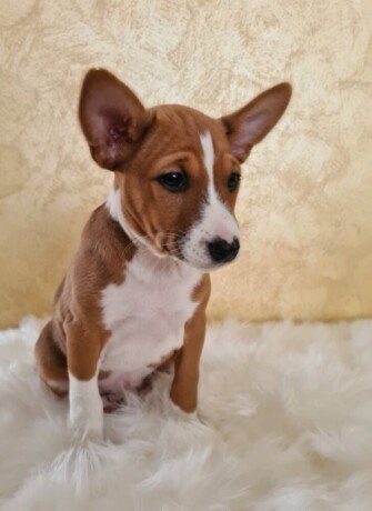 basenji-musko-stene-big-1