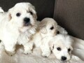 coton-de-tulear-stenci-small-2