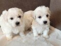 coton-de-tulear-stenci-small-3