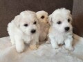 coton-de-tulear-stenci-small-1