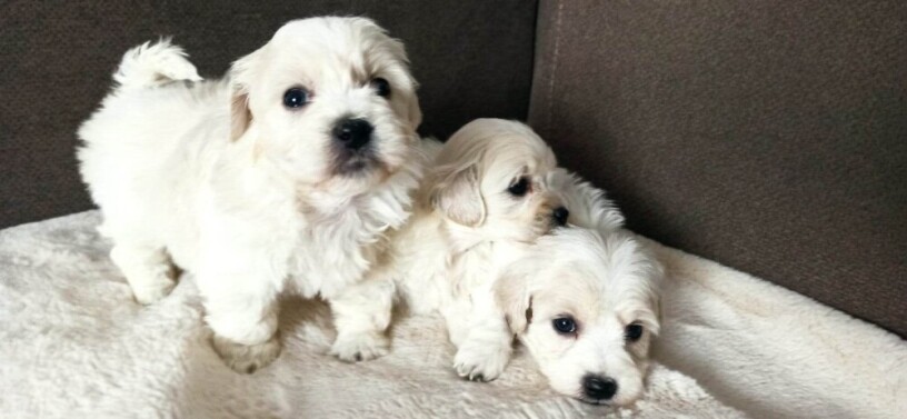 coton-de-tulear-stenci-big-2