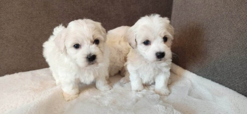 coton-de-tulear-stenci-big-3