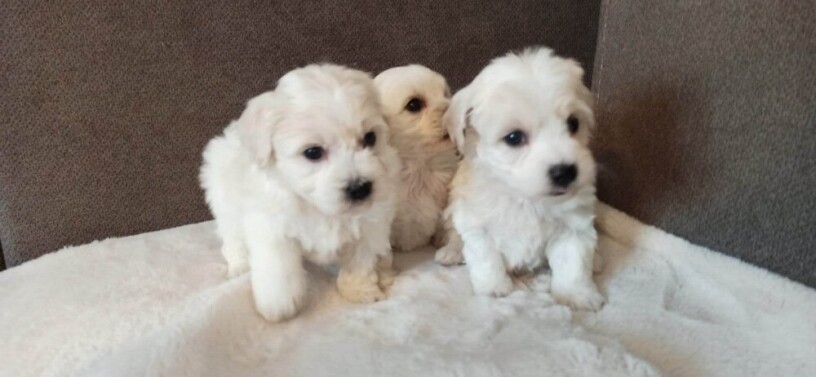 coton-de-tulear-stenci-big-1