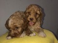 labradoodle-f1-small-4