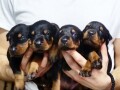 doberman-stenci-small-2