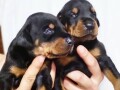 doberman-stenci-small-4