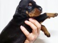 doberman-stenci-small-1