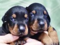 doberman-stenci-small-3