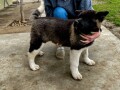 americka-akita-prelepo-stene-small-0