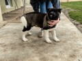 americka-akita-prelepo-stene-small-1