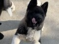 americka-akita-prelepo-stene-small-2