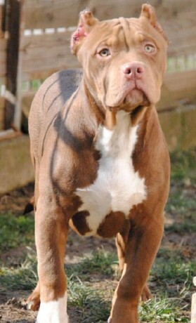 american-bully-xl-big-3