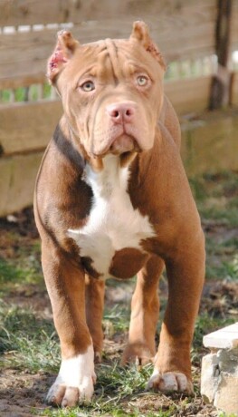 american-bully-xl-big-1