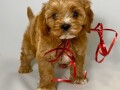 cavapoo-kavapoocavalierpudla-muzjak-small-4