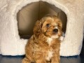 cavapoo-kavapoocavalierpudla-muzjak-small-1