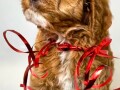 cavapoo-kavapoocavalierpudla-muzjak-small-2