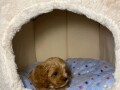 cavapoo-kavapoocavalierpudla-muzjak-small-3