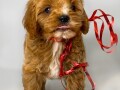 cavapoo-kavapoocavalierpudla-muzjak-small-0