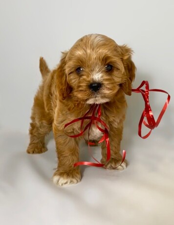 cavapoo-kavapoocavalierpudla-muzjak-big-4