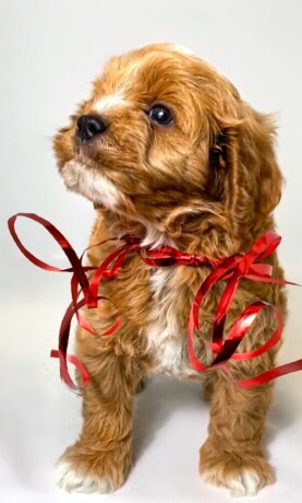 cavapoo-kavapoocavalierpudla-muzjak-big-2