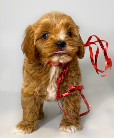 cavapoo-kavapoocavalierpudla-muzjak-big-0