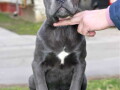 stenci-cane-corso-od-vrhunskih-roditelja-small-0