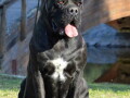 stenci-cane-corso-od-vrhunskih-roditelja-small-3