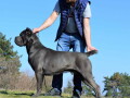 stenci-cane-corso-od-vrhunskih-roditelja-small-4