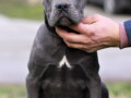 stenci-cane-corso-od-vrhunskih-roditelja-small-2