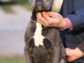 stenci-cane-corso-od-vrhunskih-roditelja-small-1