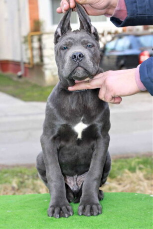 stenci-cane-corso-od-vrhunskih-roditelja-big-0