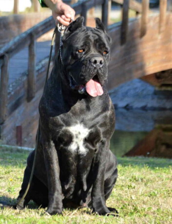 stenci-cane-corso-od-vrhunskih-roditelja-big-3