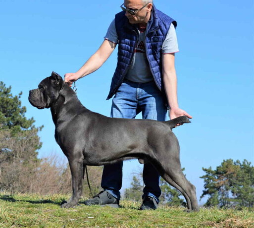 stenci-cane-corso-od-vrhunskih-roditelja-big-4