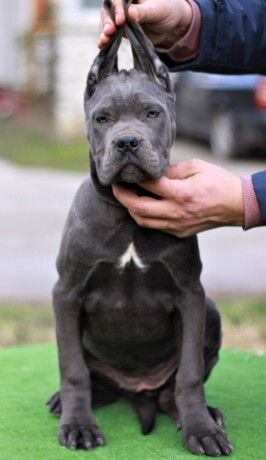 stenci-cane-corso-od-vrhunskih-roditelja-big-2