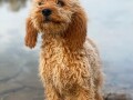 labradoodle-labradudl-small-3