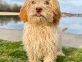 labradoodle-labradudl-small-2