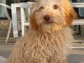 labradoodle-labradudl-small-4