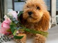 labradoodle-labradudl-small-1