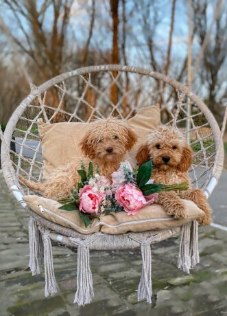 labradoodle-labradudl-big-0