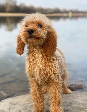 labradoodle-labradudl-big-3