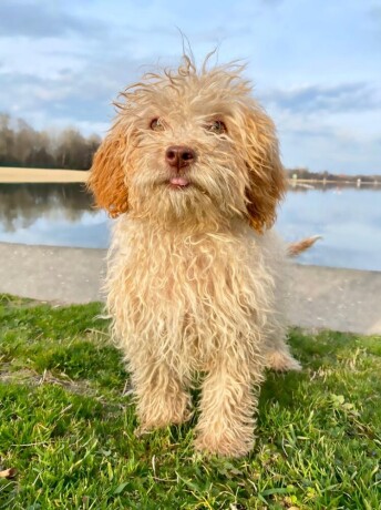 labradoodle-labradudl-big-2