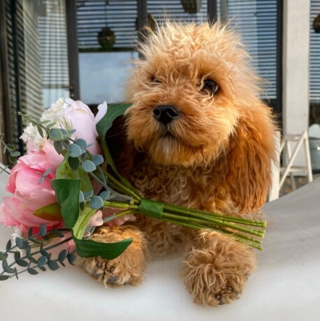 labradoodle-labradudl-big-1