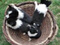 border-collie-stenci-small-4